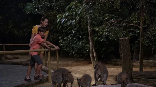 ワラビートレイル